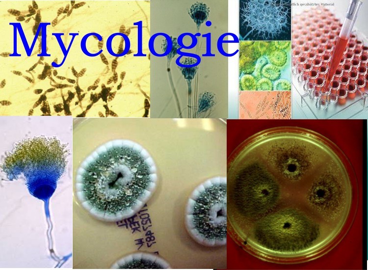 mycologie